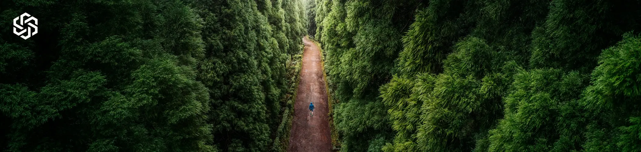 Person walking a forest path representing a guided journey toward better health