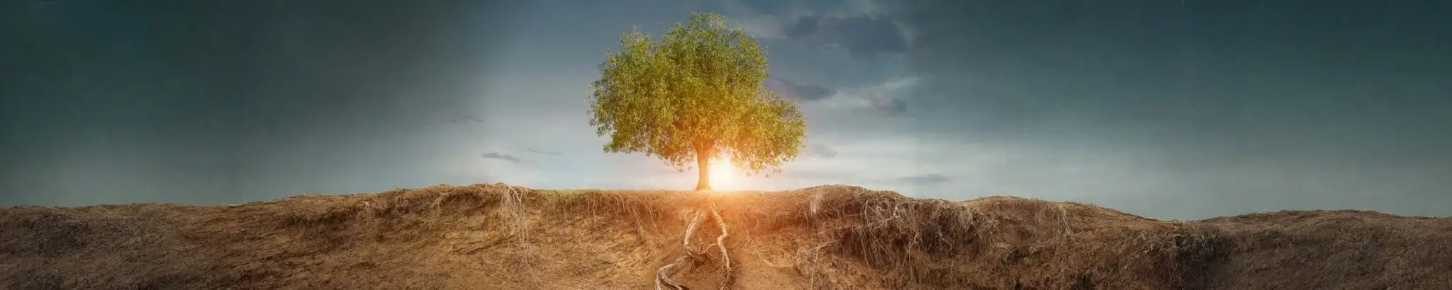 Tree symbolizing growth, balance, and regenerative health