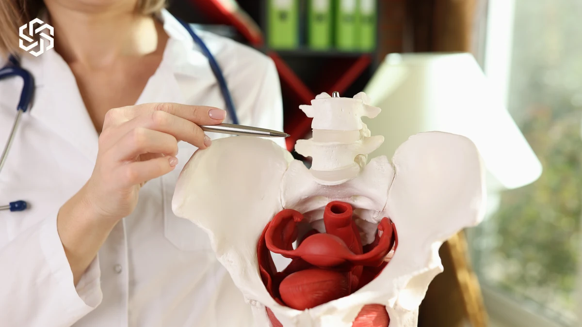 Provider pointing to a pelvic anatomy model to explain pelvic floor changes