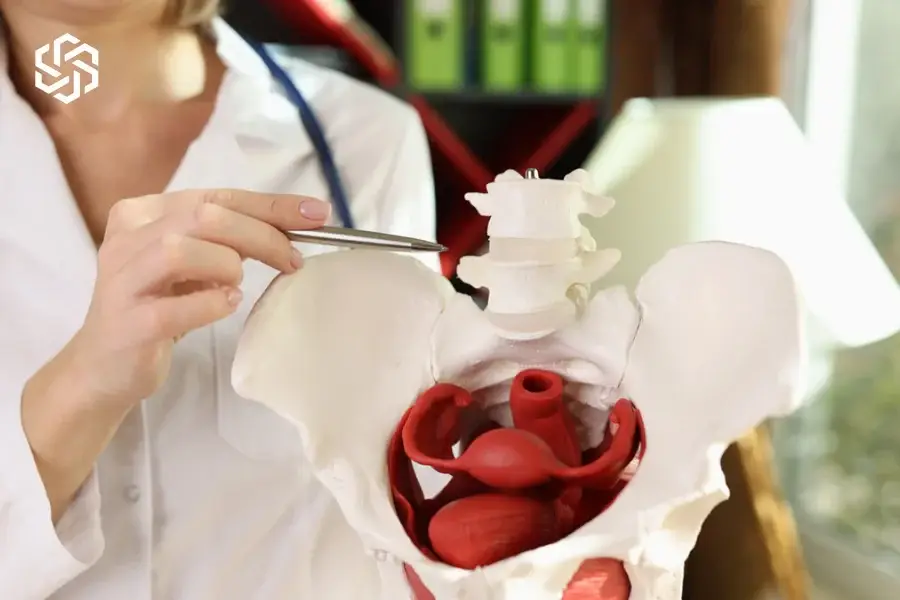 Provider pointing to a pelvic anatomy model